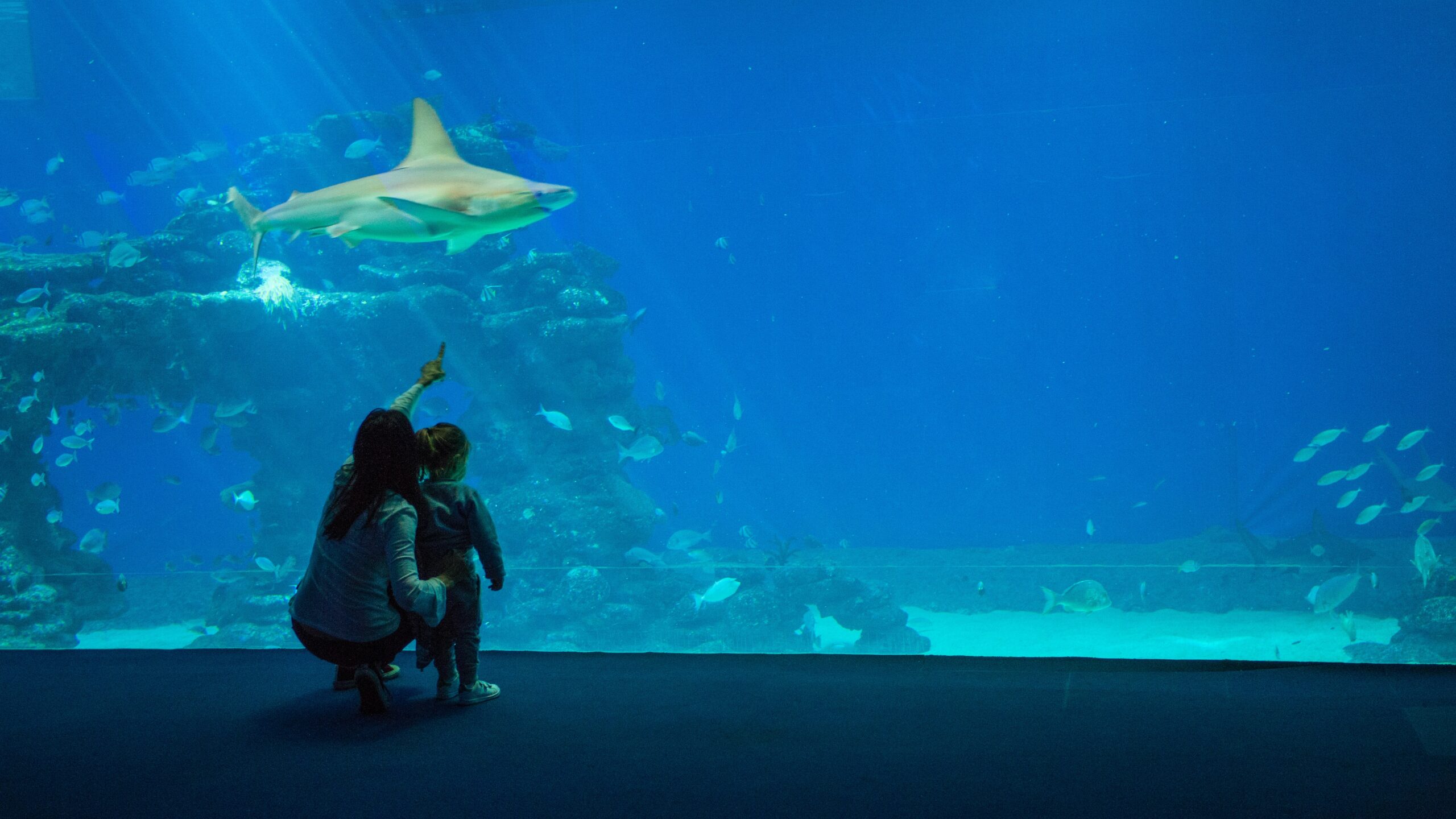Wonder in Education Leads to Knowing…and More Wonder