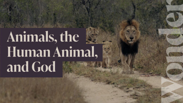 Animals, the Human Animal, and God
