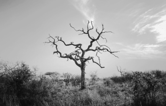 A barren and dying tree