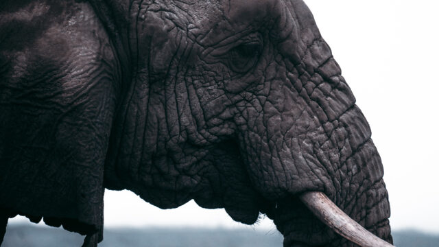 profile of elephant with tusks