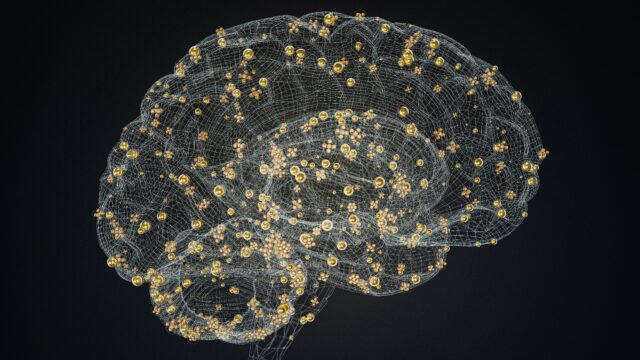 image of the brain