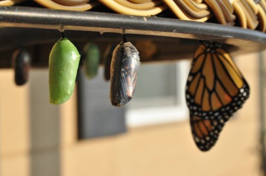 Butterfly metamorphosis