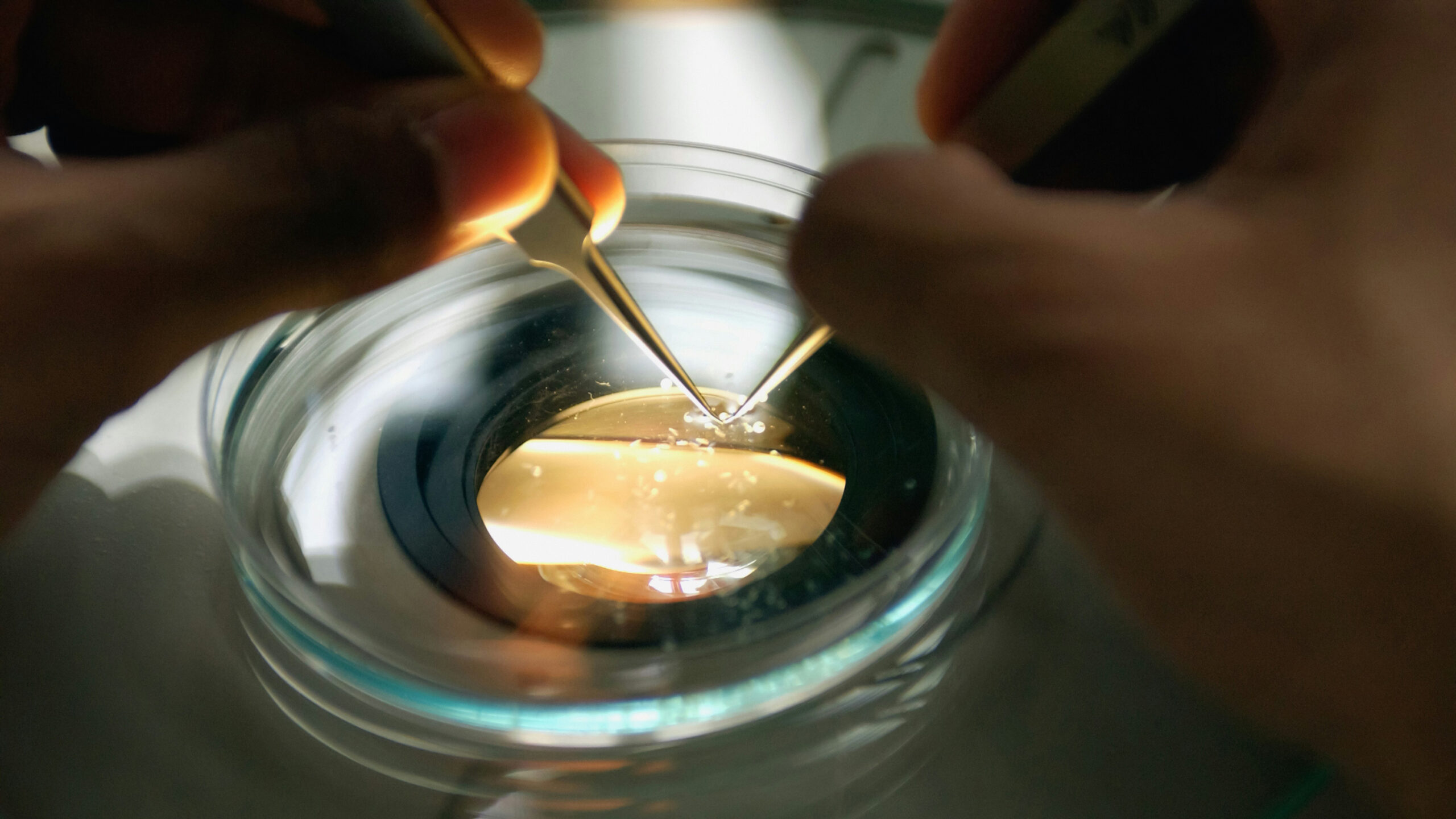 gathering of scientific research in a test dish