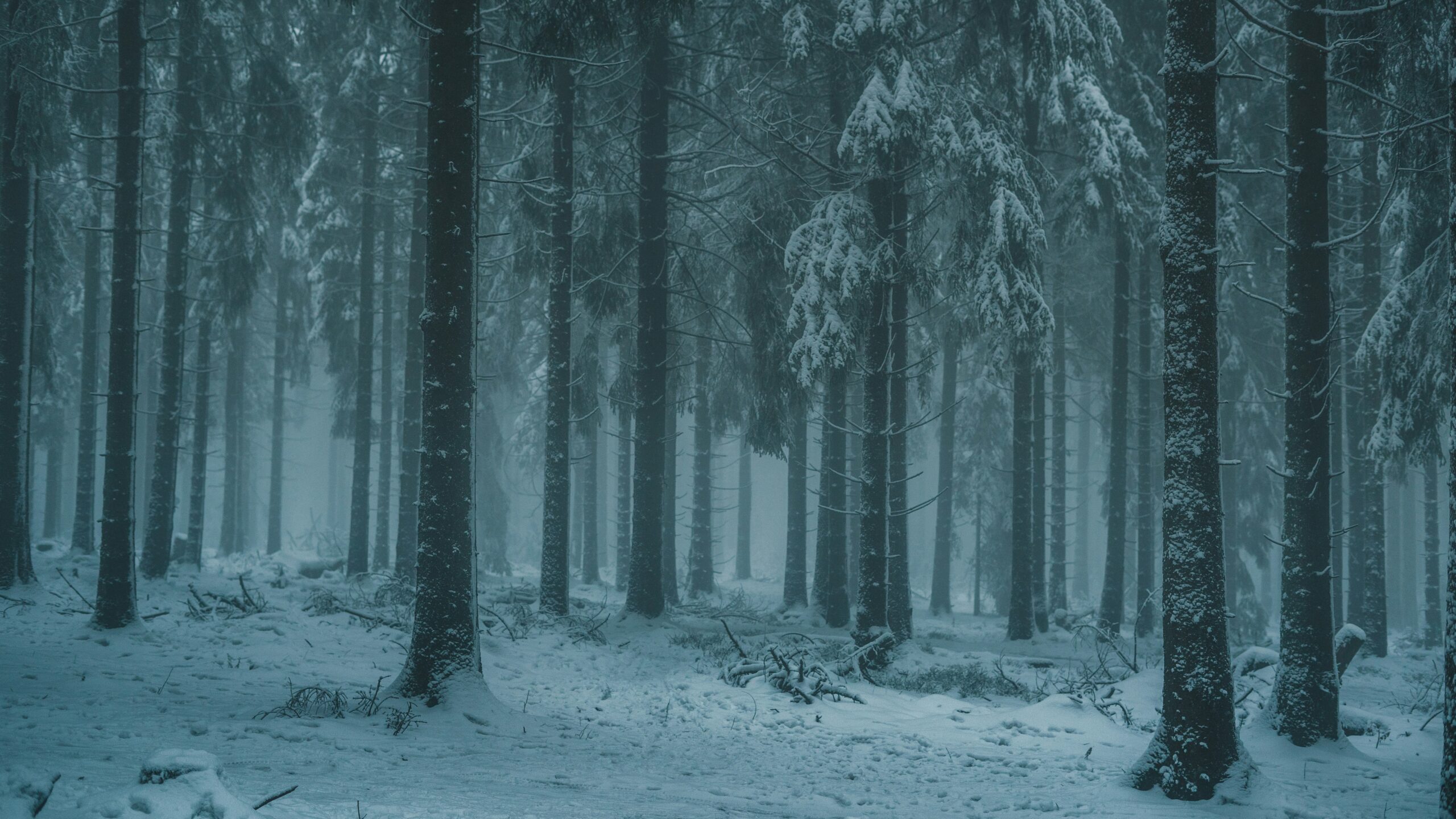 the edge of a snowy forest