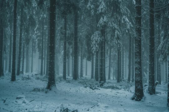the edge of a snowy forest