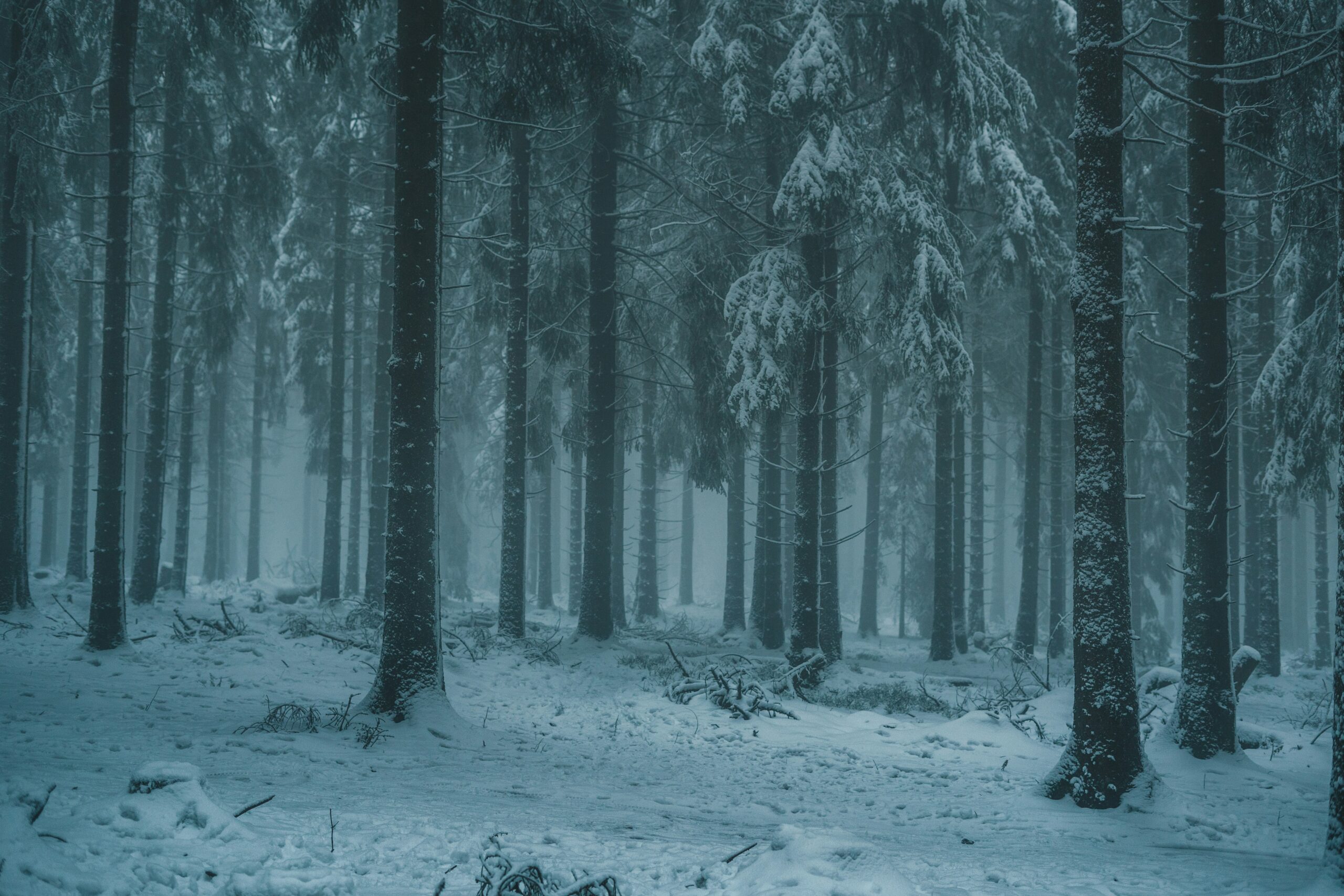 the edge of a snowy forest