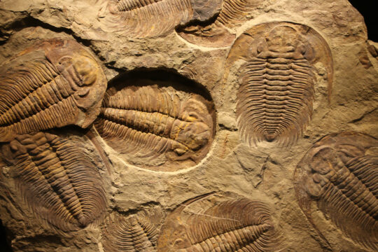 fossils in rock