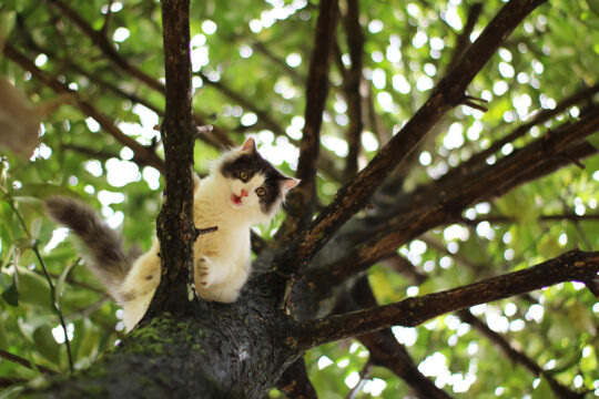 Beautiful little cat stuck in a tree in the garden