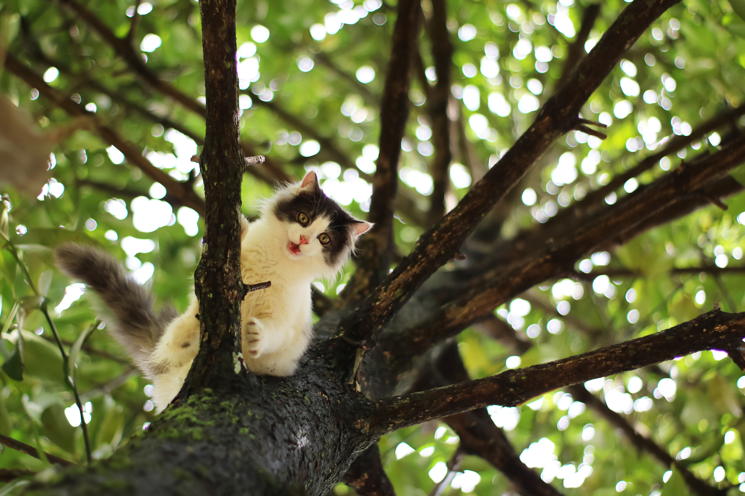 Beautiful little cat stuck in a tree in the garden