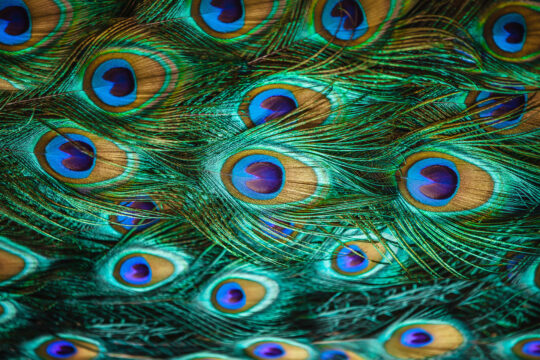 Colorful peacock feathers