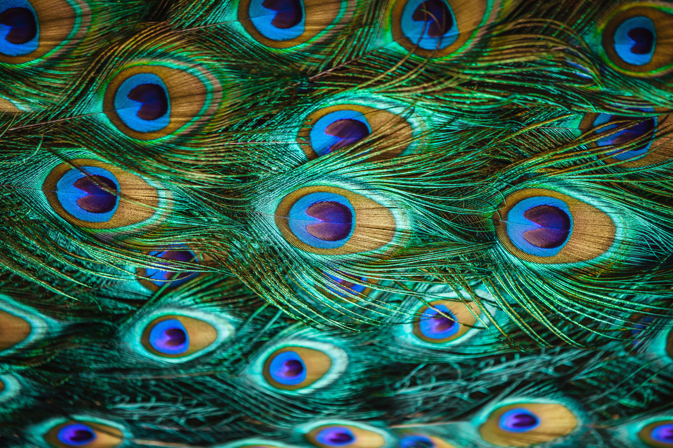 Colorful peacock feathers