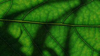 recommended article photo