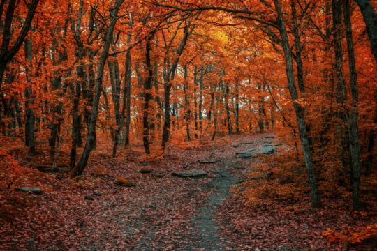 an autumn forest of red and orange leaves