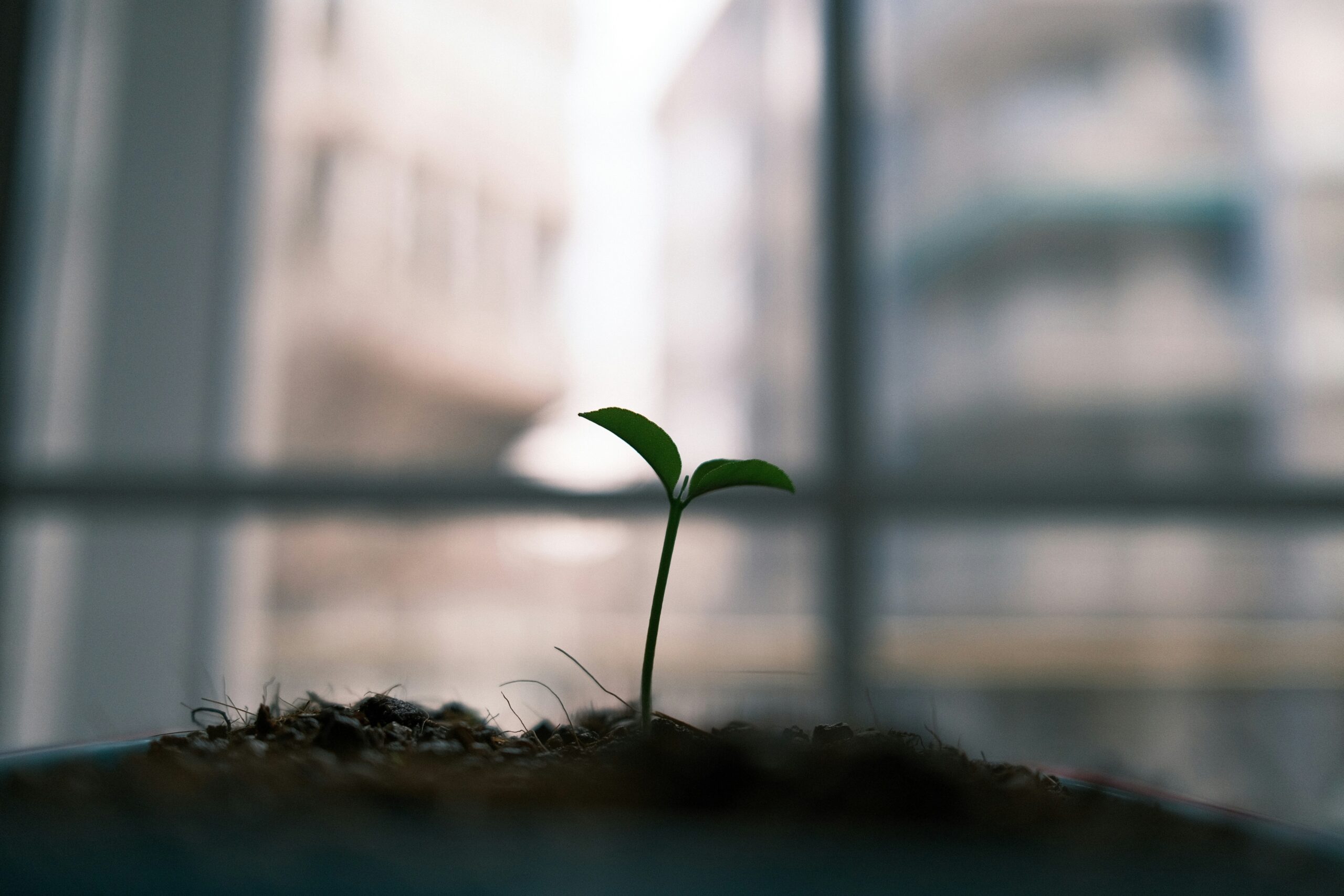 little plant growing